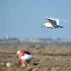 mouette et pecheuse