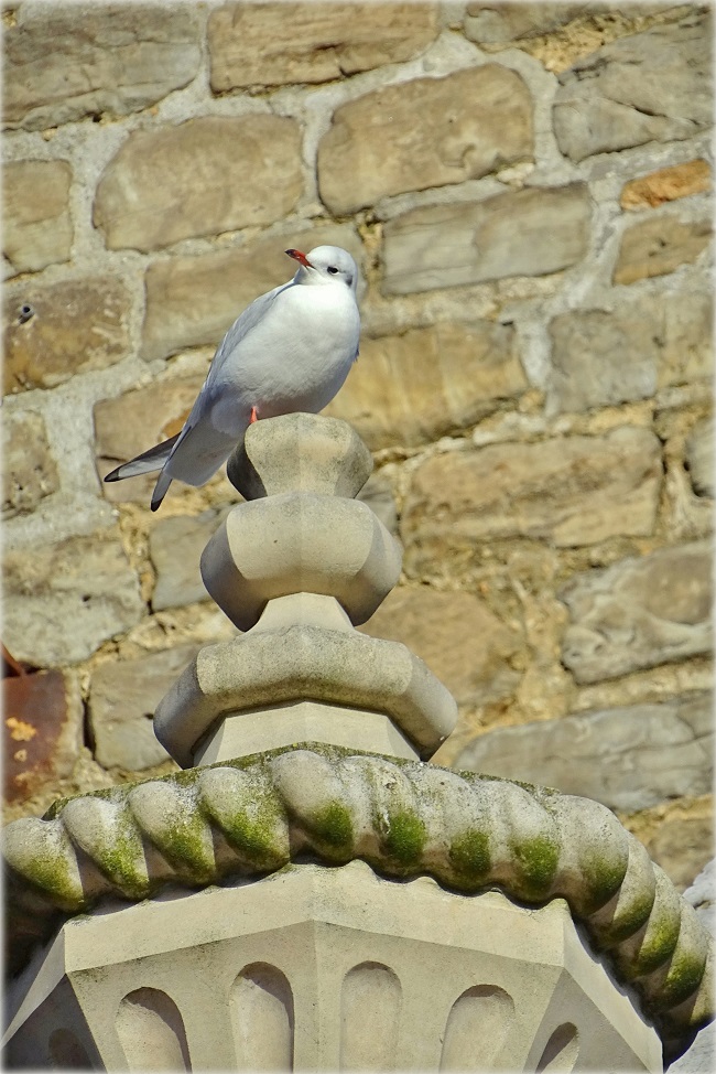 Mouette et vieilles pierres