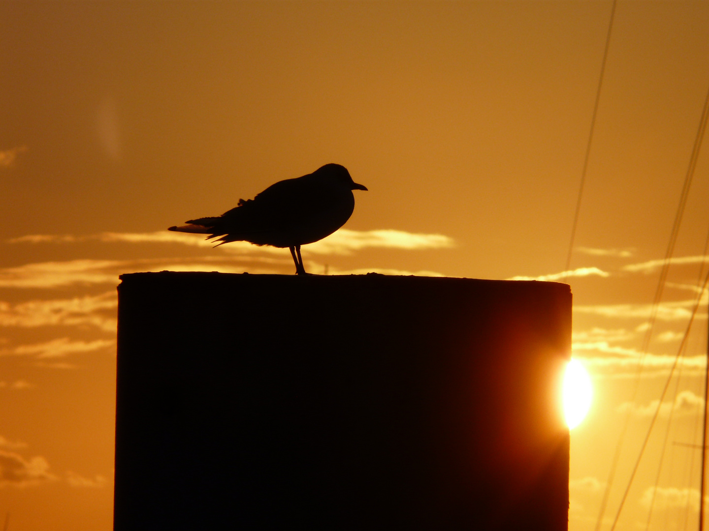 mouette