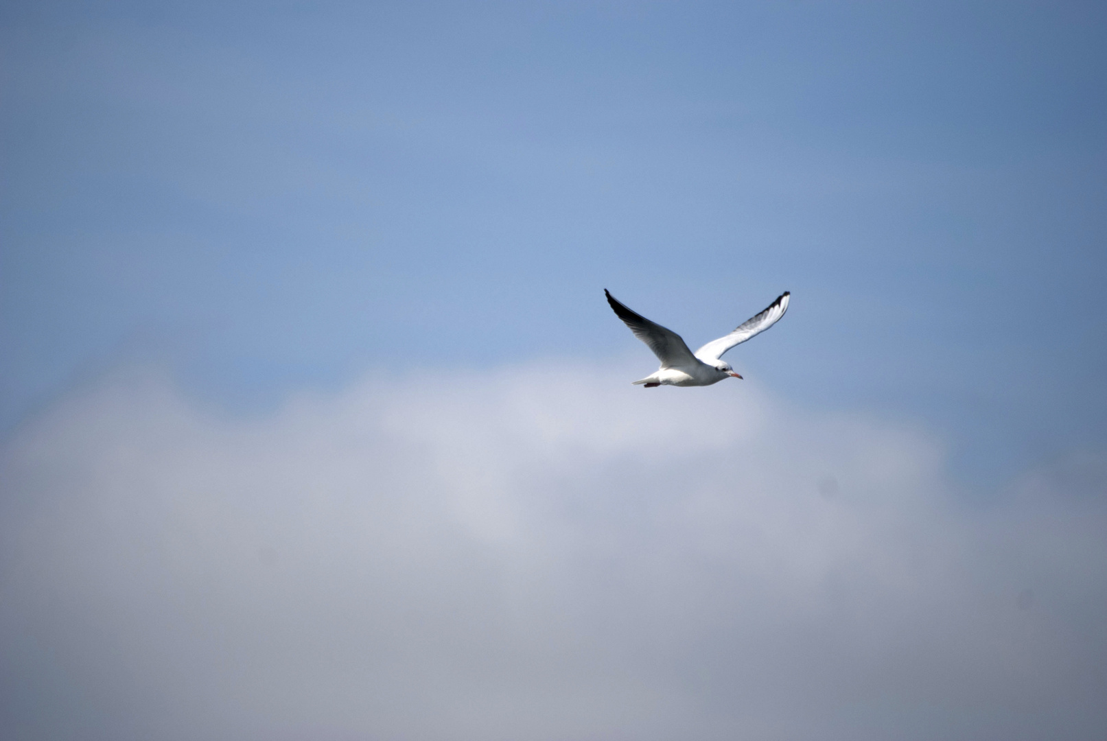 mouette