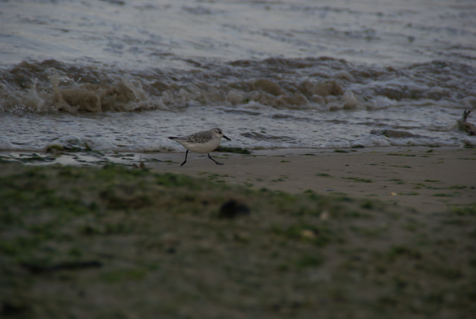 Mouette