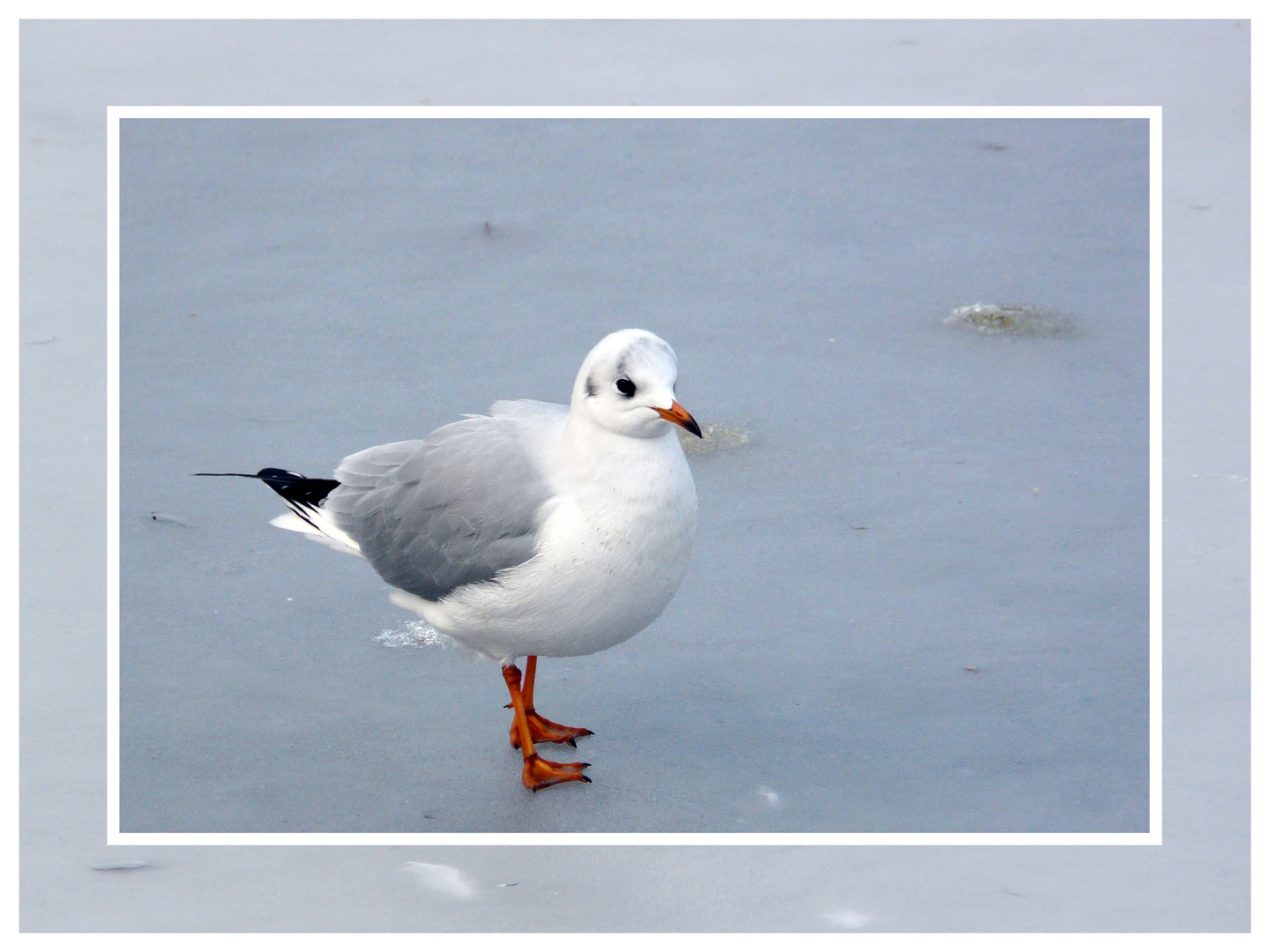 Mouette