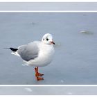 Mouette