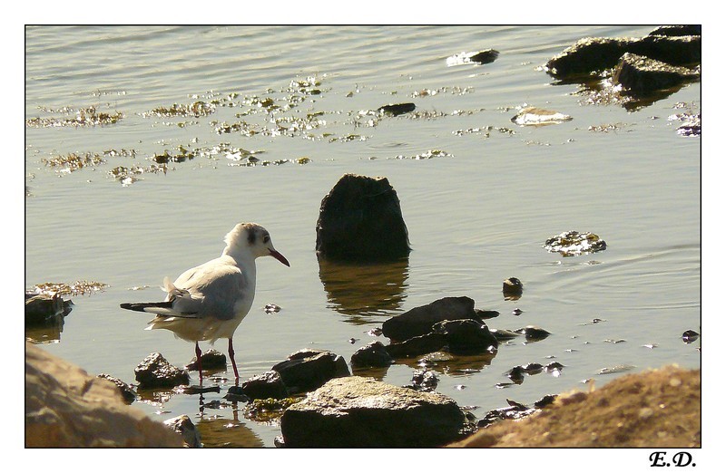 Mouette