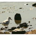 Mouette