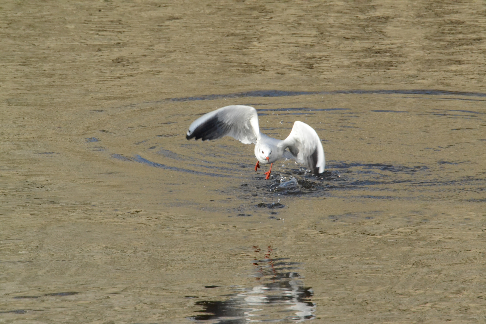 mouette