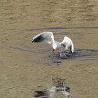 mouette