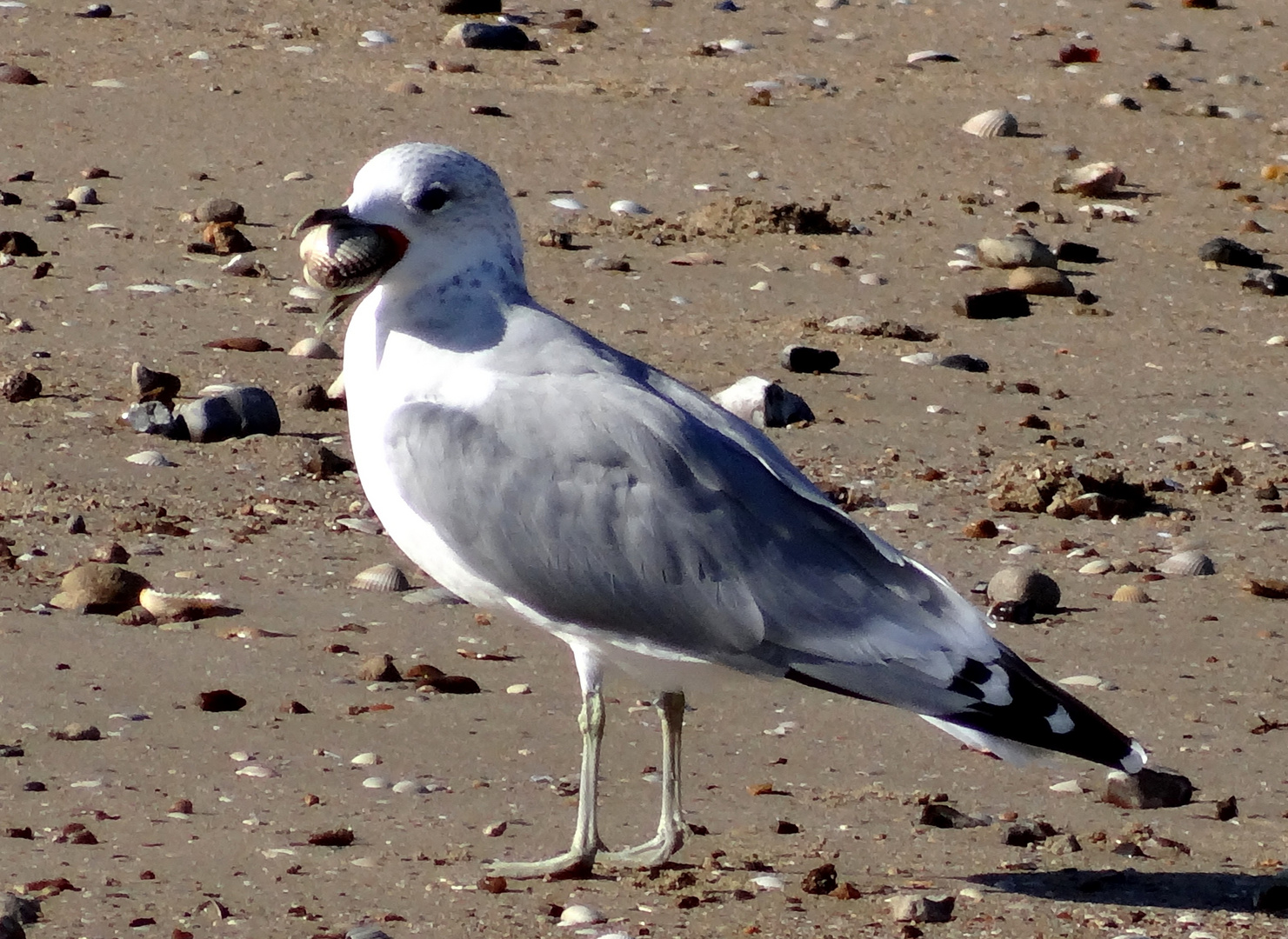 Mouette gourmande