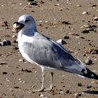 Mouette gourmande