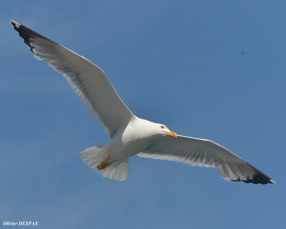 MOUETTE guettant le poisson