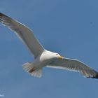 MOUETTE guettant le poisson