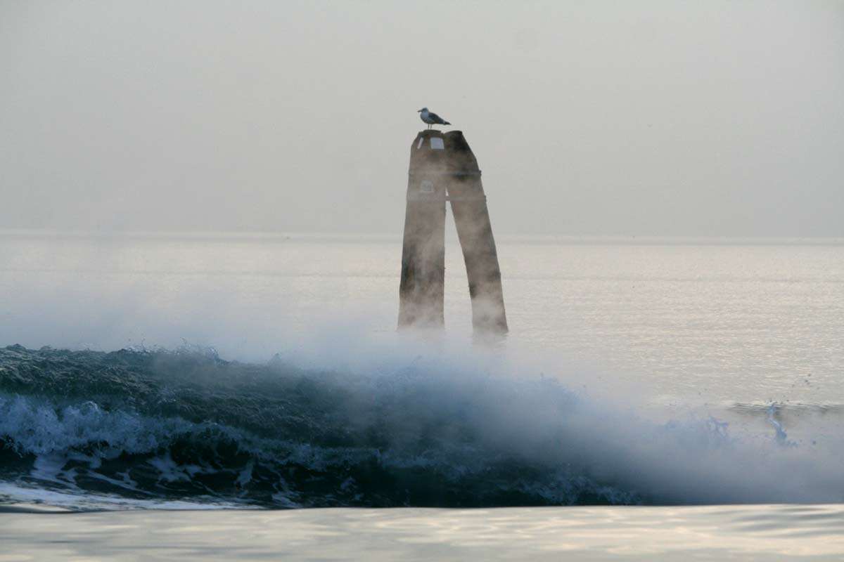 Mouette impassible