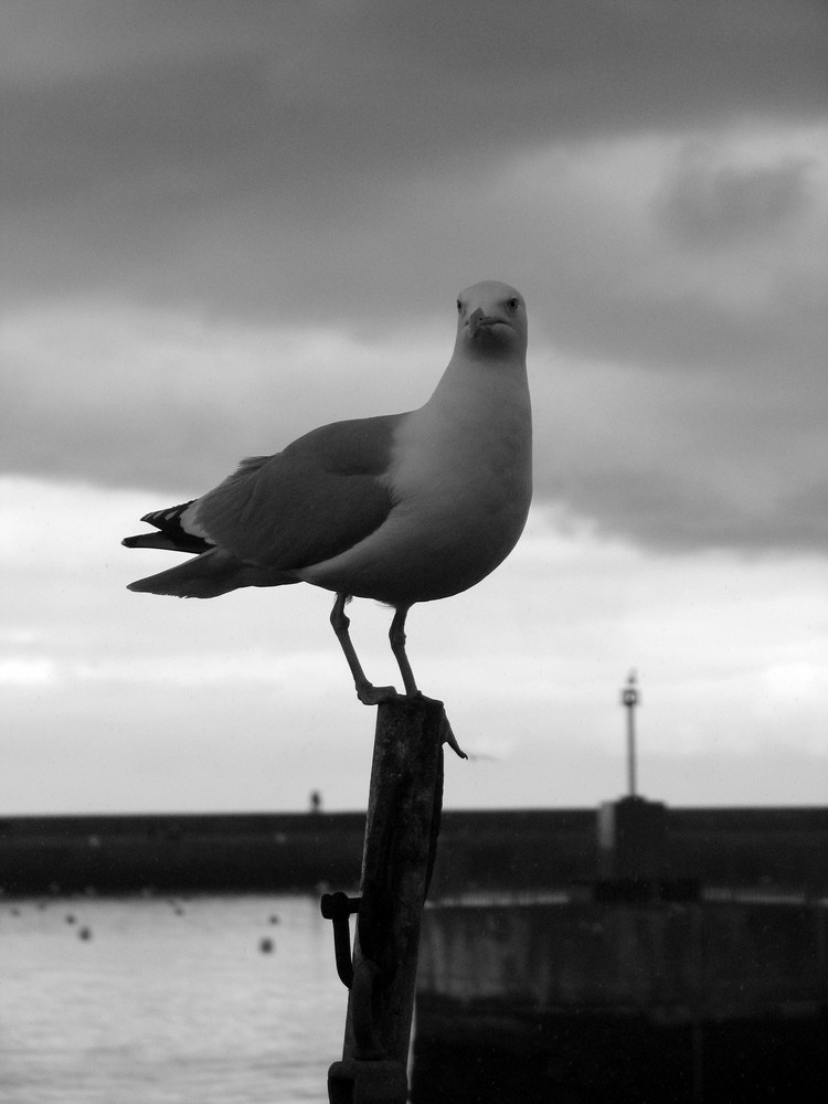 Mouette irlandaise