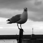 Mouette irlandaise