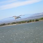 Mouette jour de tempête