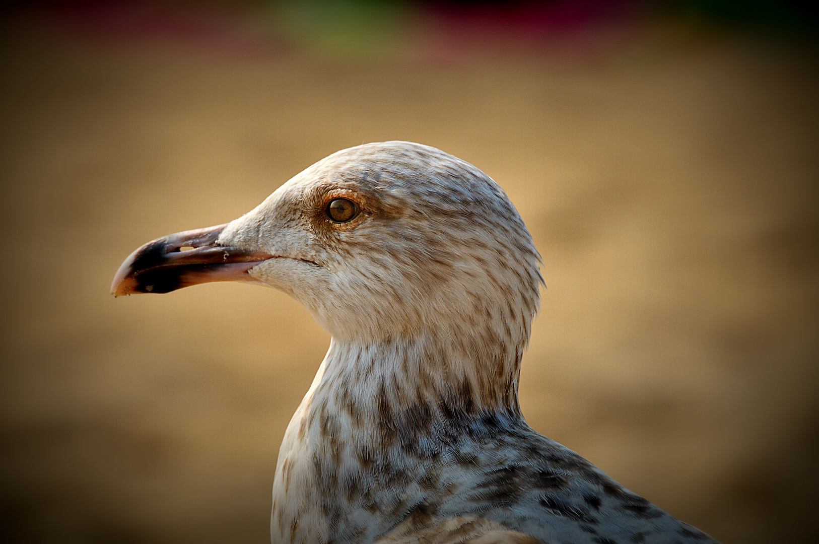 Mouette mais pas rieuse