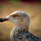 Mouette mais pas rieuse