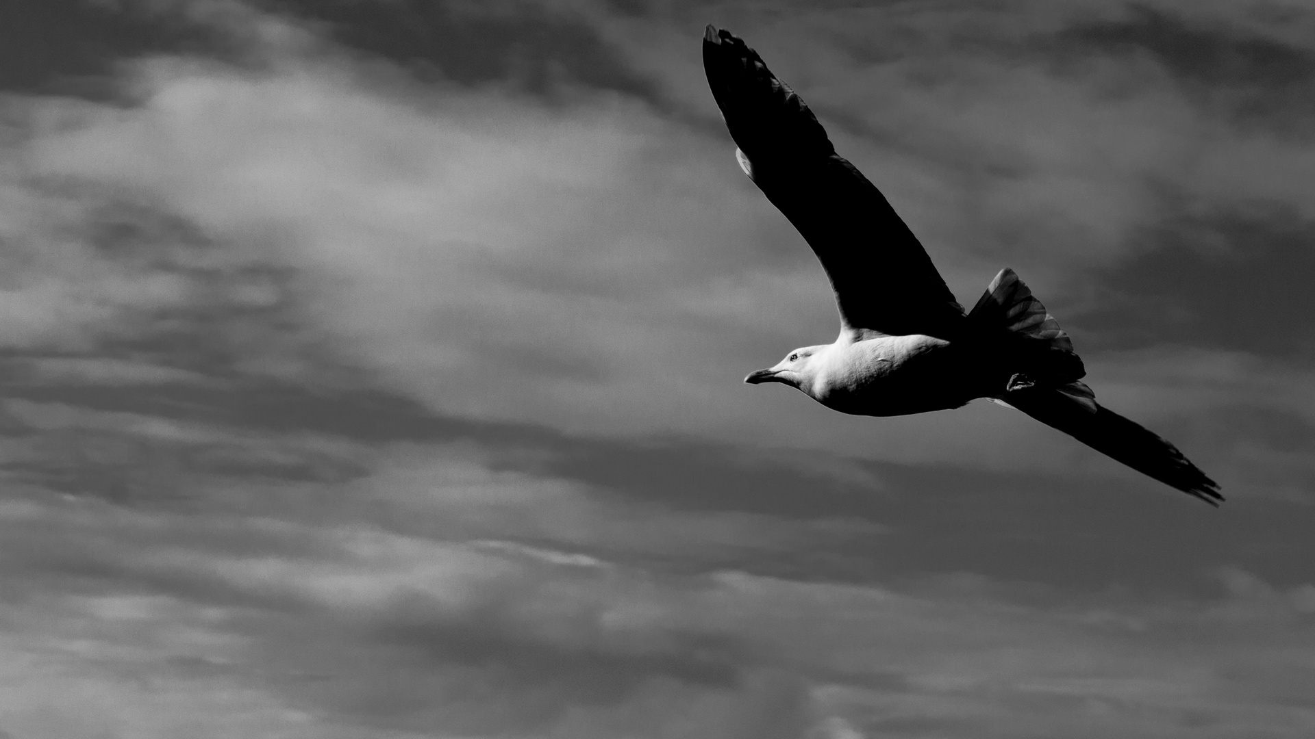 Mouette Malouine.