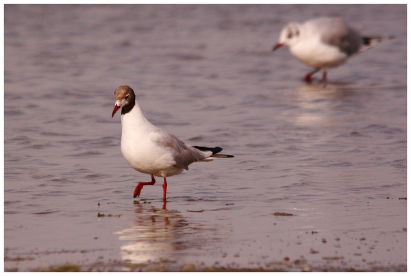 Mouette mélanocéphale...??????