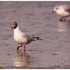 Mouette mélanocéphale...??????