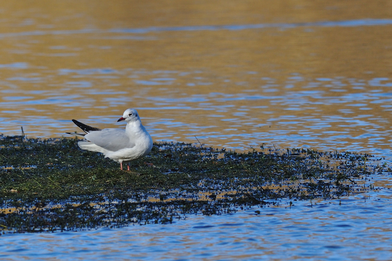 Mouette mélanocéphale