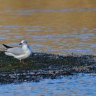 Mouette mélanocéphale