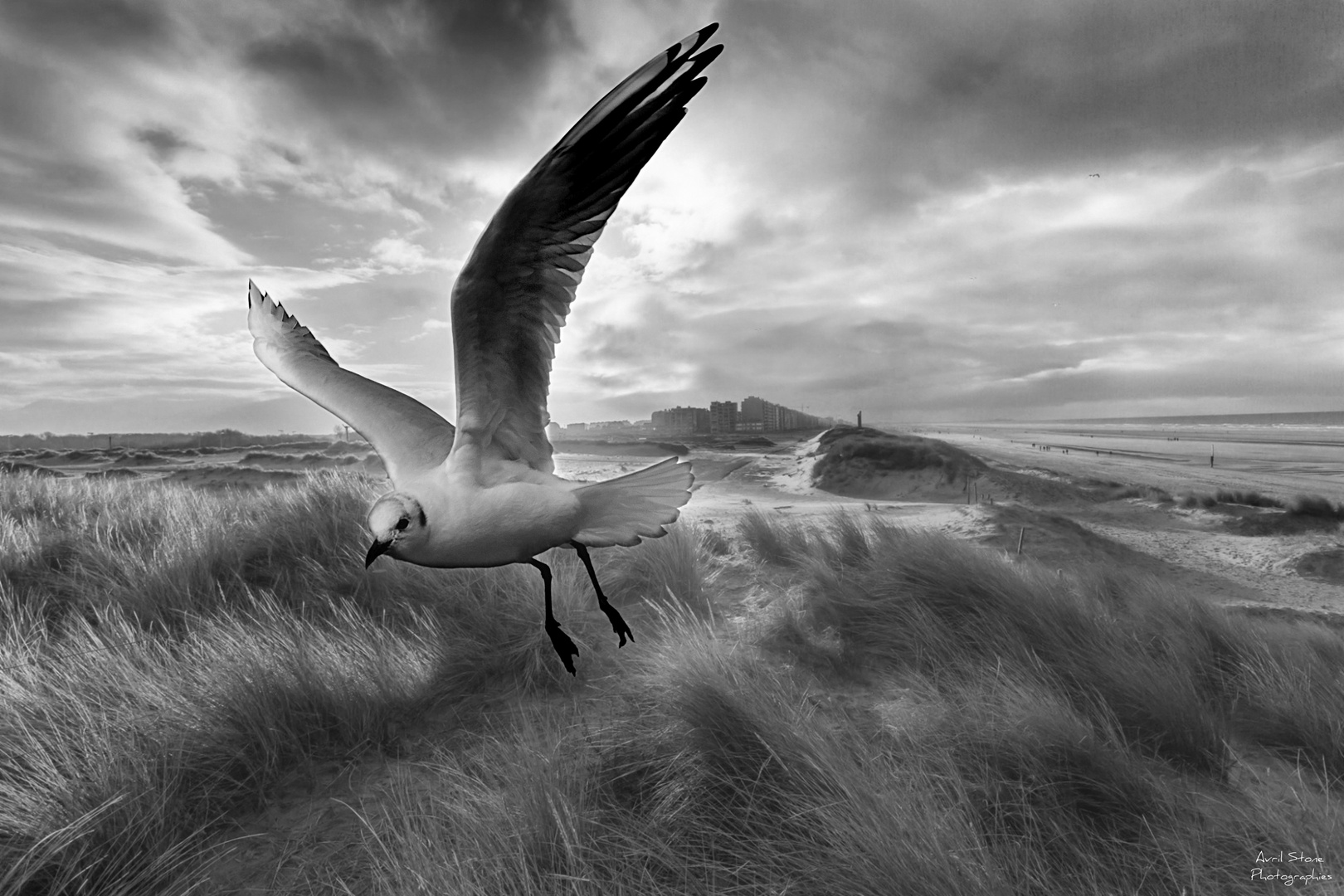 mouette noir et blanc