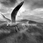 mouette noir et blanc