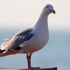 mouette normande :)