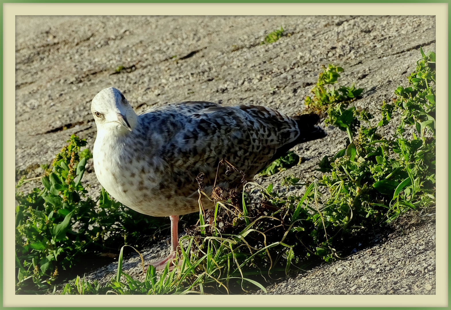 Mouette ou goeland?