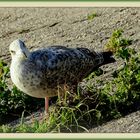 Mouette ou goeland?