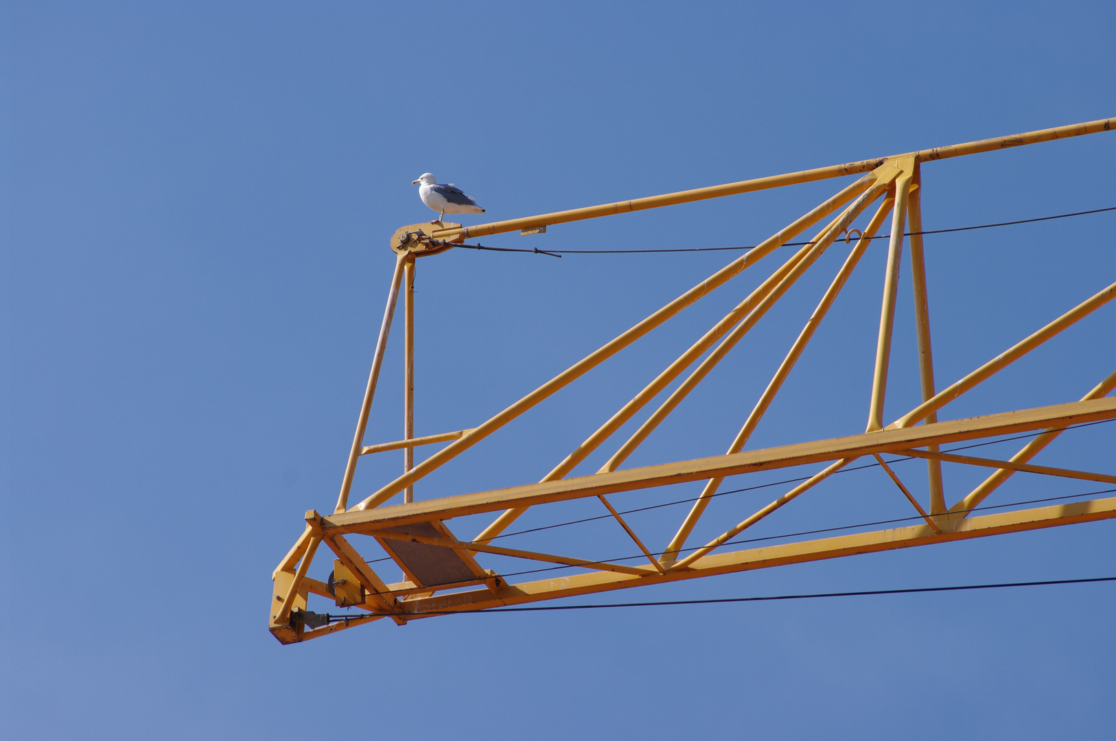 Mouette ou Grue