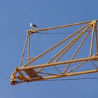 Mouette ou Grue