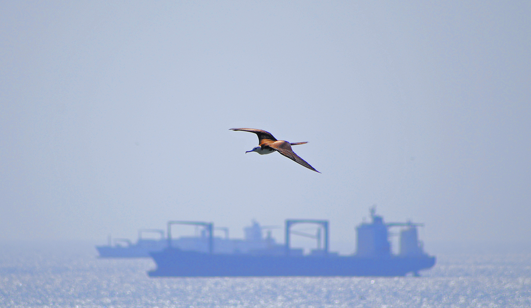 mouette - panama