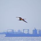 mouette - panama