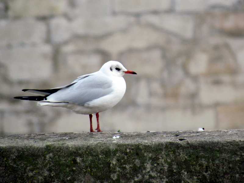 mouette parisienne