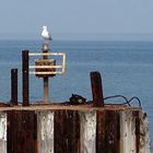 Mouette perchée sur son "groyne"