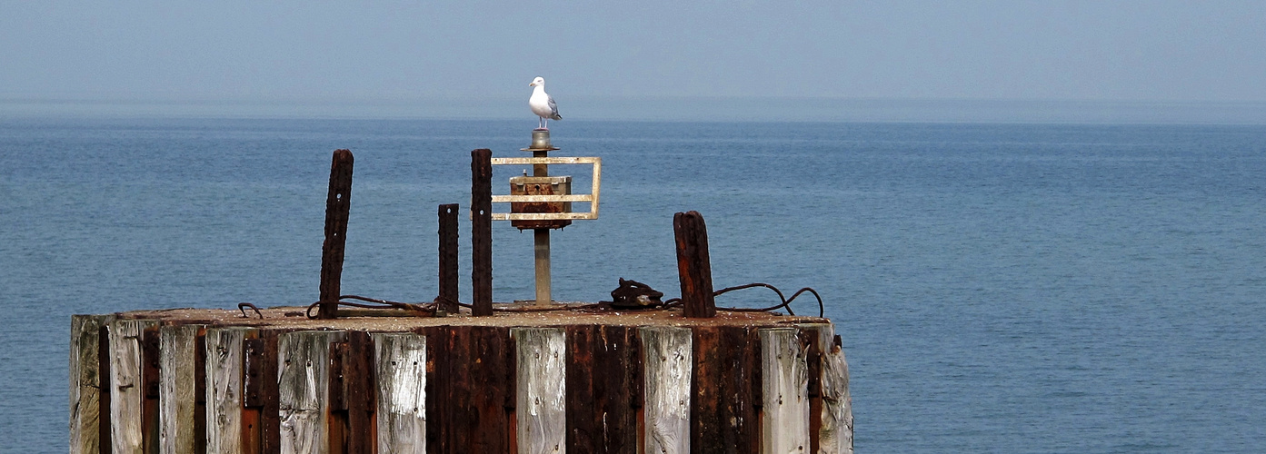 Mouette perchée sur son "groyne"