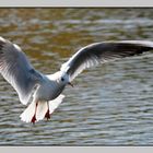 " Mouette piquant une grosse colère "