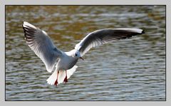 " Mouette piquant une grosse colère "