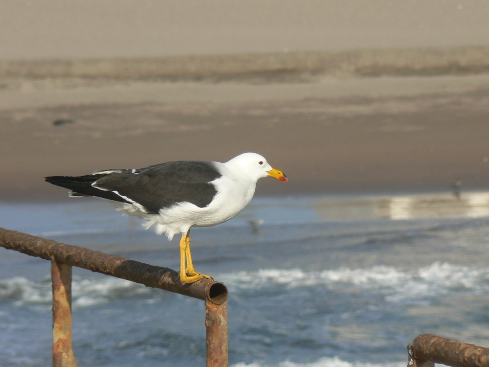 Mouette prête à prendre son envol