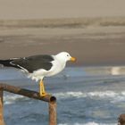 Mouette prête à prendre son envol