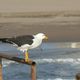 Mouette prte  prendre son envol