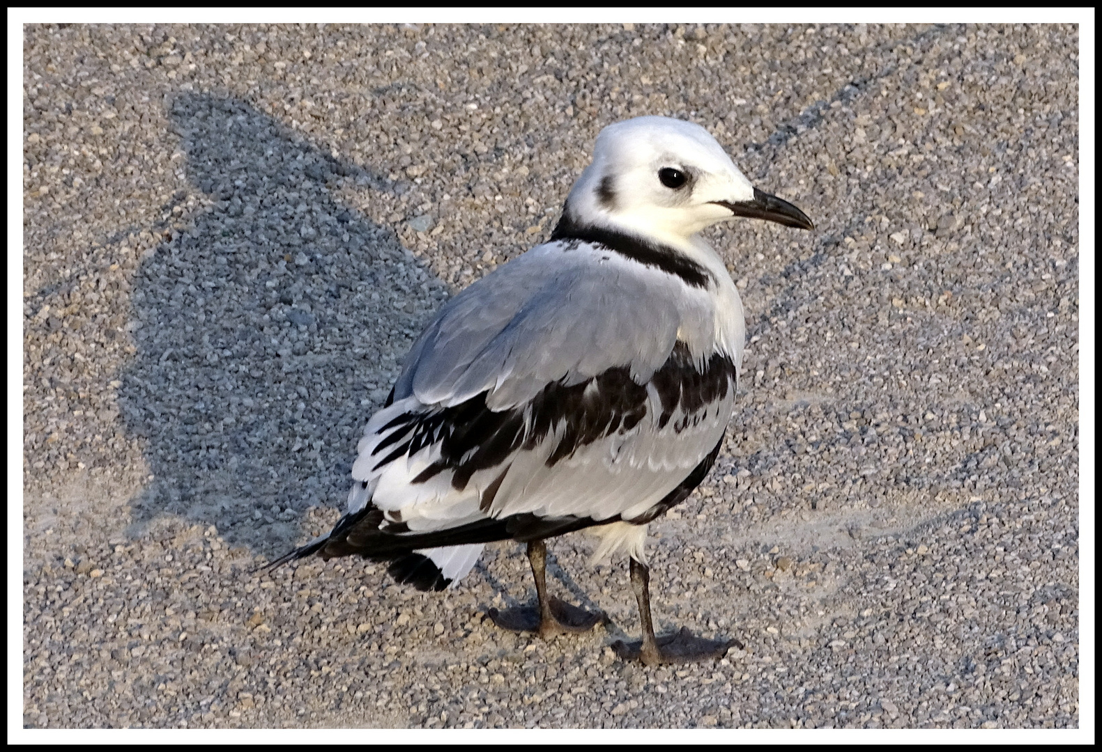 Mouette Pygmée Tridactyle juvénile