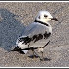 Mouette Pygmée Tridactyle juvénile