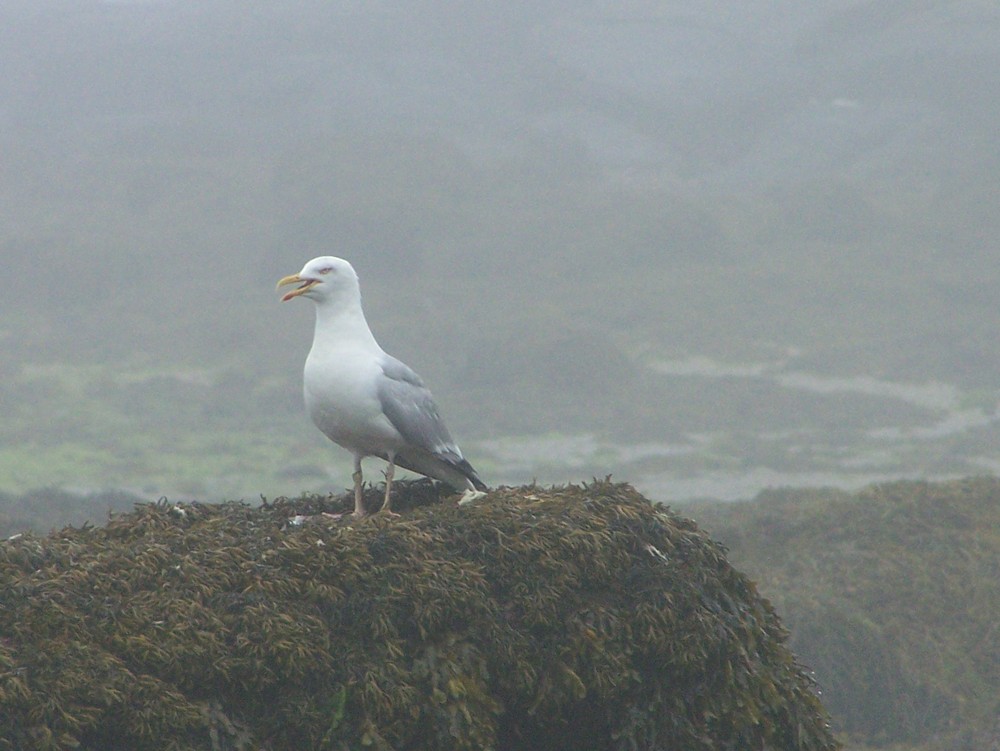 mouette raleuse