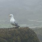 mouette raleuse