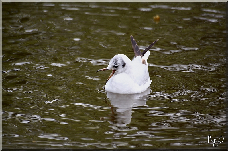 mouette rieuse