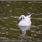 mouette rieuse