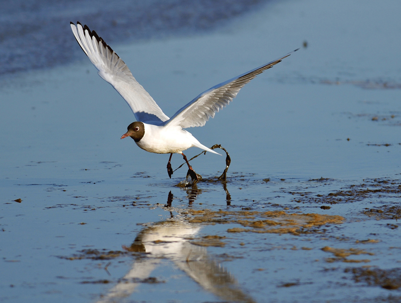 Mouette rieuse